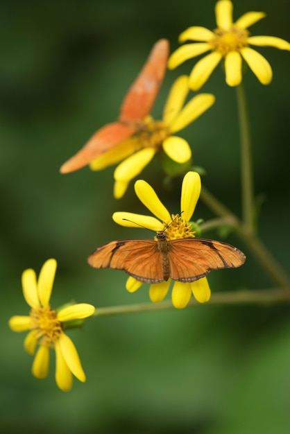 Mariposa (Dryas Iulia) en la flor rosada.