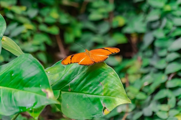 Mariposa Dryas Iulia