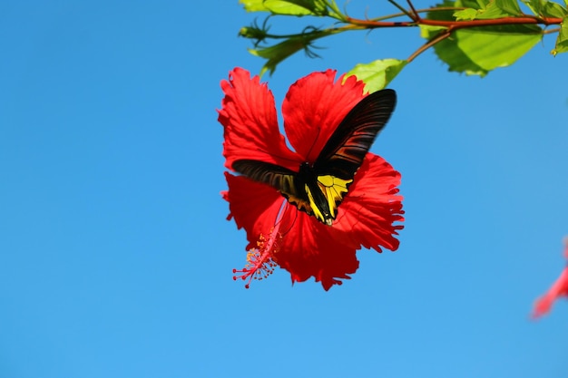 Mariposa e hibisco chino (Hibiscus rosa-sinensis)