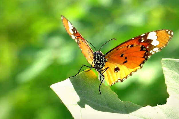 una mariposa encaramada en las hojas hermosas