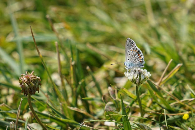 Mariposa se encuentra en una flor