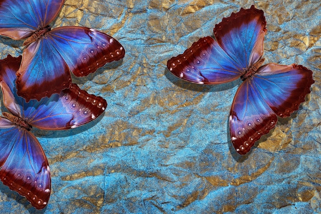 la mariposa es azul y roja