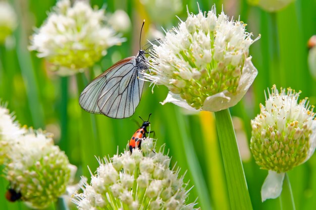 Mariposa y escarabajo en una floración de cebollas verdes