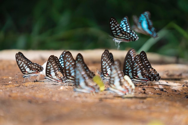 La mariposa está chupando minerales del suelo.