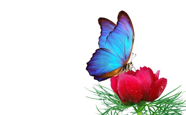 una mariposa está en una flor con un fondo blanco