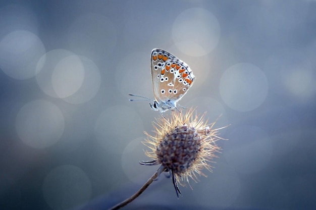 una mariposa está en una flor con el fondo de la imagen de una flor