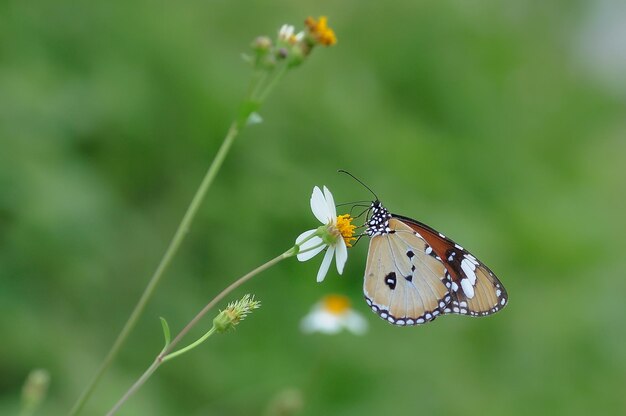 Una mariposa está en una flor en la hierba