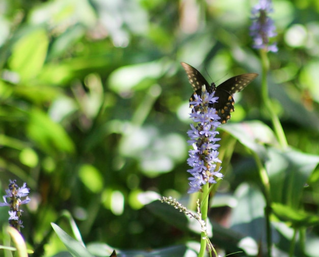 una mariposa está en una flor en la hierba