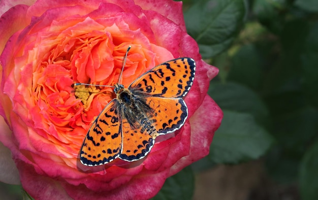 Una mariposa está en una flor con una mariposa en ella