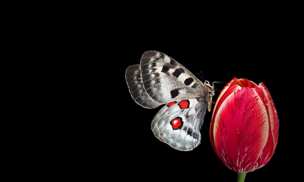 Una mariposa está en una flor y la mariposa es negra.