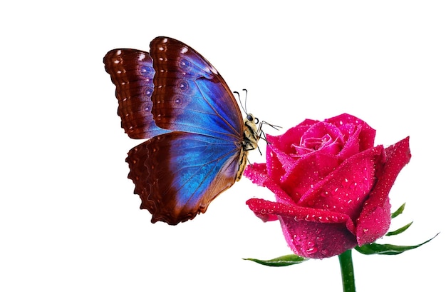 una mariposa está en una flor y la mariposa es rosa