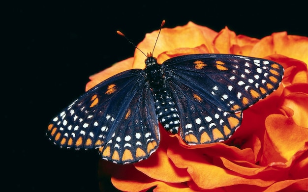 una mariposa está en una flor de naranja con manchas blancas