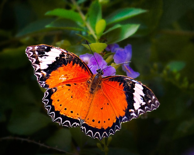 una mariposa está en una flor púrpura y la Mariposa está en primer plano