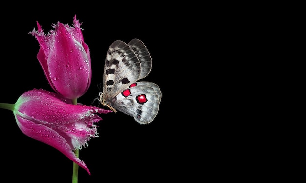 Una mariposa está en una flor rosa con una mariposa roja y blanca.