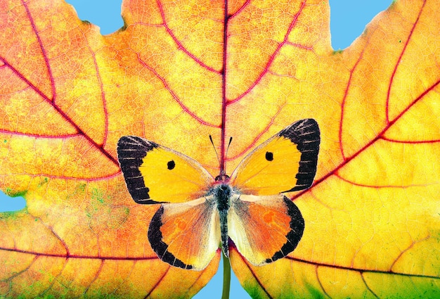 Una mariposa está en una hoja con un cielo azul de fondo.