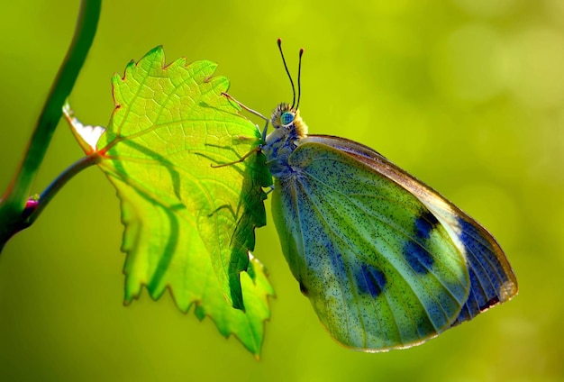 una mariposa está en una hoja con un fondo verde