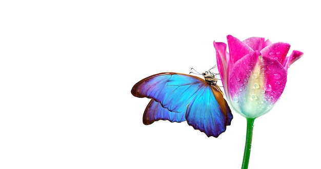 una mariposa está en primer plano de una flor
