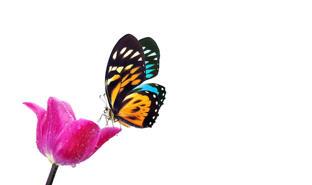 una mariposa está siendo alimentada por una mariposa.