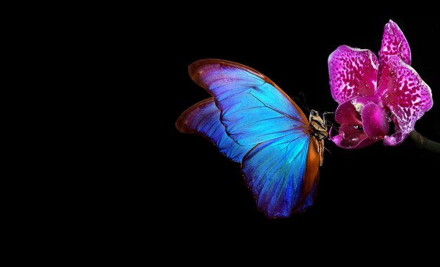 Una mariposa está sobre una flor con el fondo detrás.