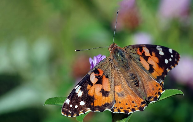 Una mariposa está sobre una flor en la hierba.