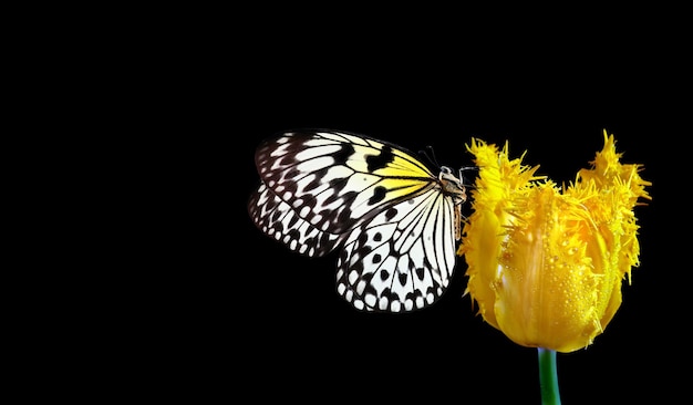 Una mariposa está sobre una flor y la mariposa es blanca y negra.