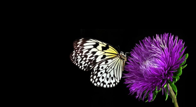 Una mariposa está sobre una flor y la mariposa está en el fondo.