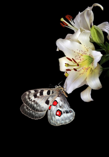 Una mariposa está sobre una flor y la mariposa mira hacia arriba.