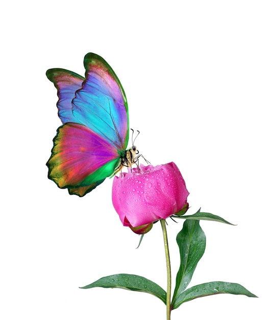 Una mariposa está sobre una flor rosa con la mariposa en la parte inferior.