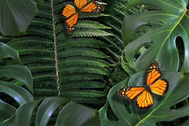 Una mariposa está sobre una hoja con otra mariposa sobre ella.