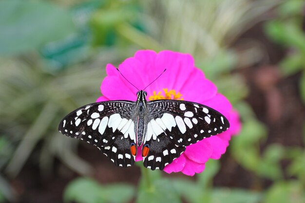 mariposa exótica en hábitat natural