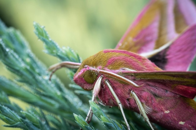 Mariposa falcão mariposa em uma cobertura perene de uma curta distância