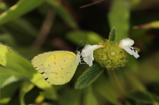 Mariposa en flor blanca