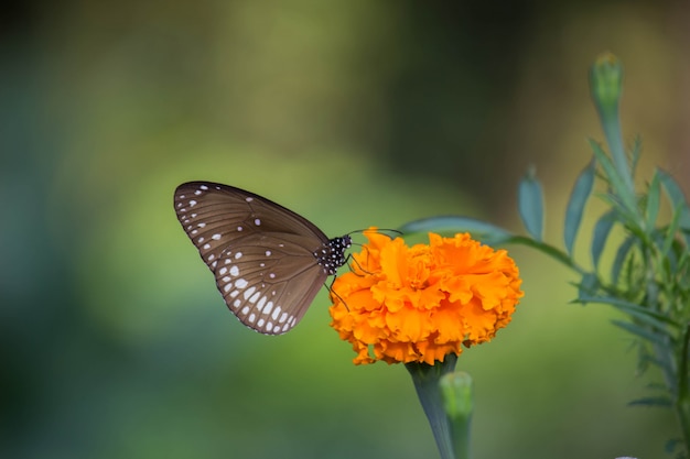 Mariposa en la flor de caléndula