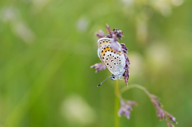 Mariposa en la flor de colores en la naturaleza.