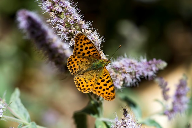 Mariposa en la flor de colores en la naturaleza.