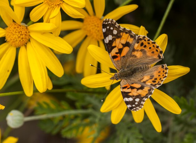 Mariposa en la flor de colores en la naturaleza.