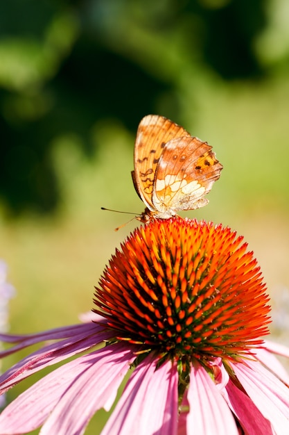 Mariposa en flor de equinacea