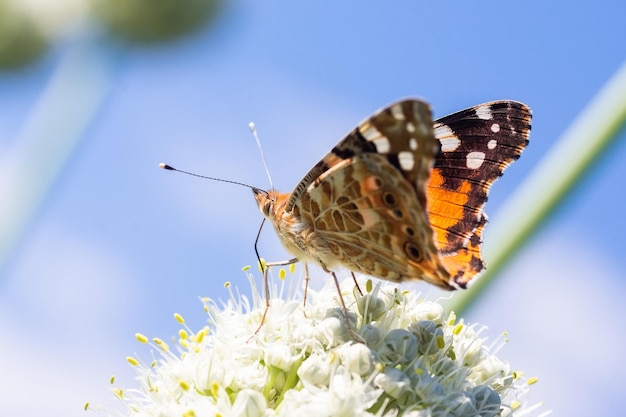 Mariposa en flor de flor en la naturaleza verde