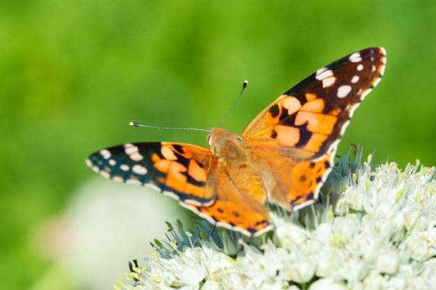 Mariposa en flor de flor en la naturaleza verde