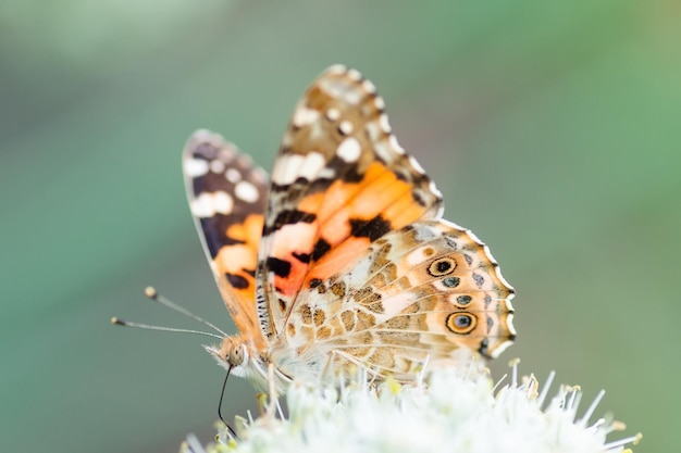 Mariposa en flor flor en verde naturex9