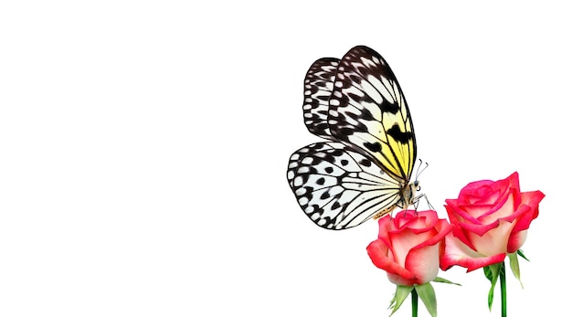 Foto una mariposa y una flor con un fondo blanco