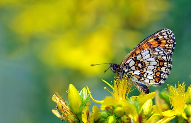 Una mariposa en una flor con un fondo borroso.