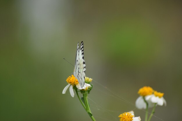 Foto una mariposa está en una flor con un fondo borroso