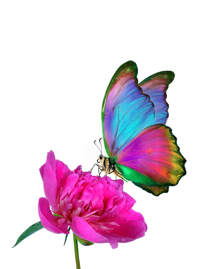 Foto una mariposa en una flor con el fondo de la foto