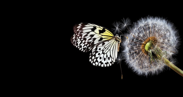 una mariposa con una flor en el fondo