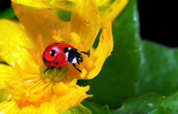 una mariposa en una flor con gotas de agua.