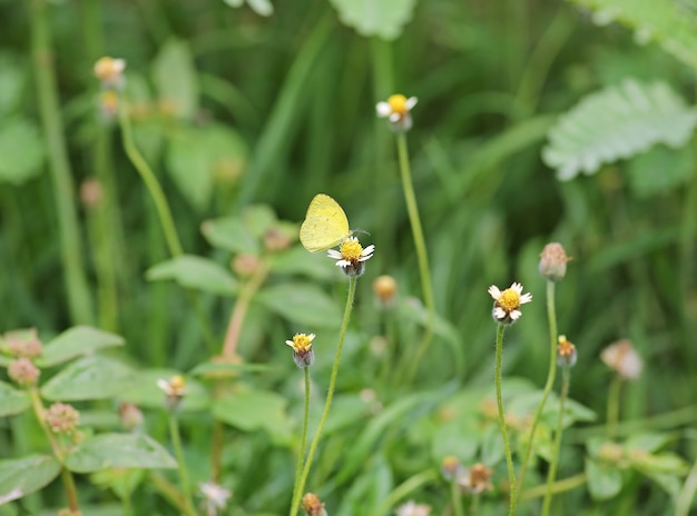 mariposa en una flor de hierba