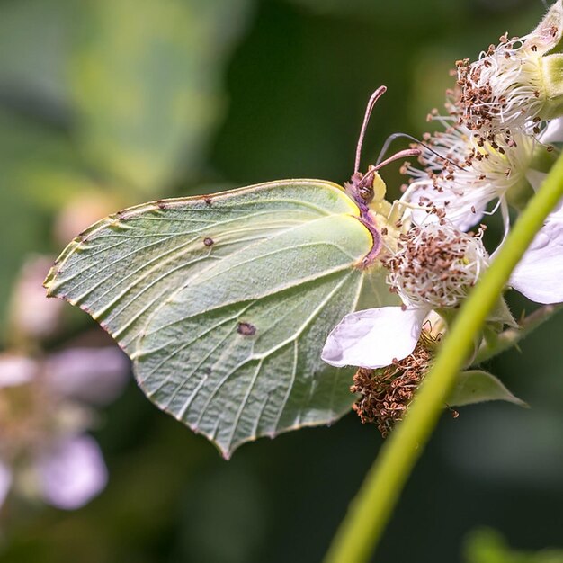 una mariposa en una flor con un insecto en ella