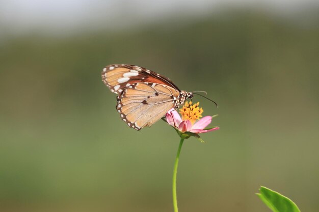 Mariposa en flor en el jardín poco profundo DOF