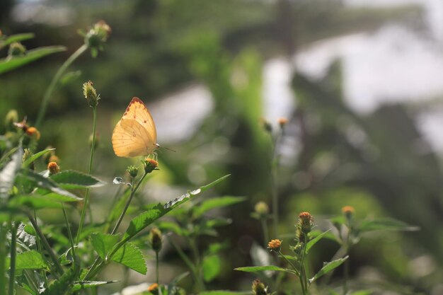 Mariposa en flor en el jardín poco profundo DOF